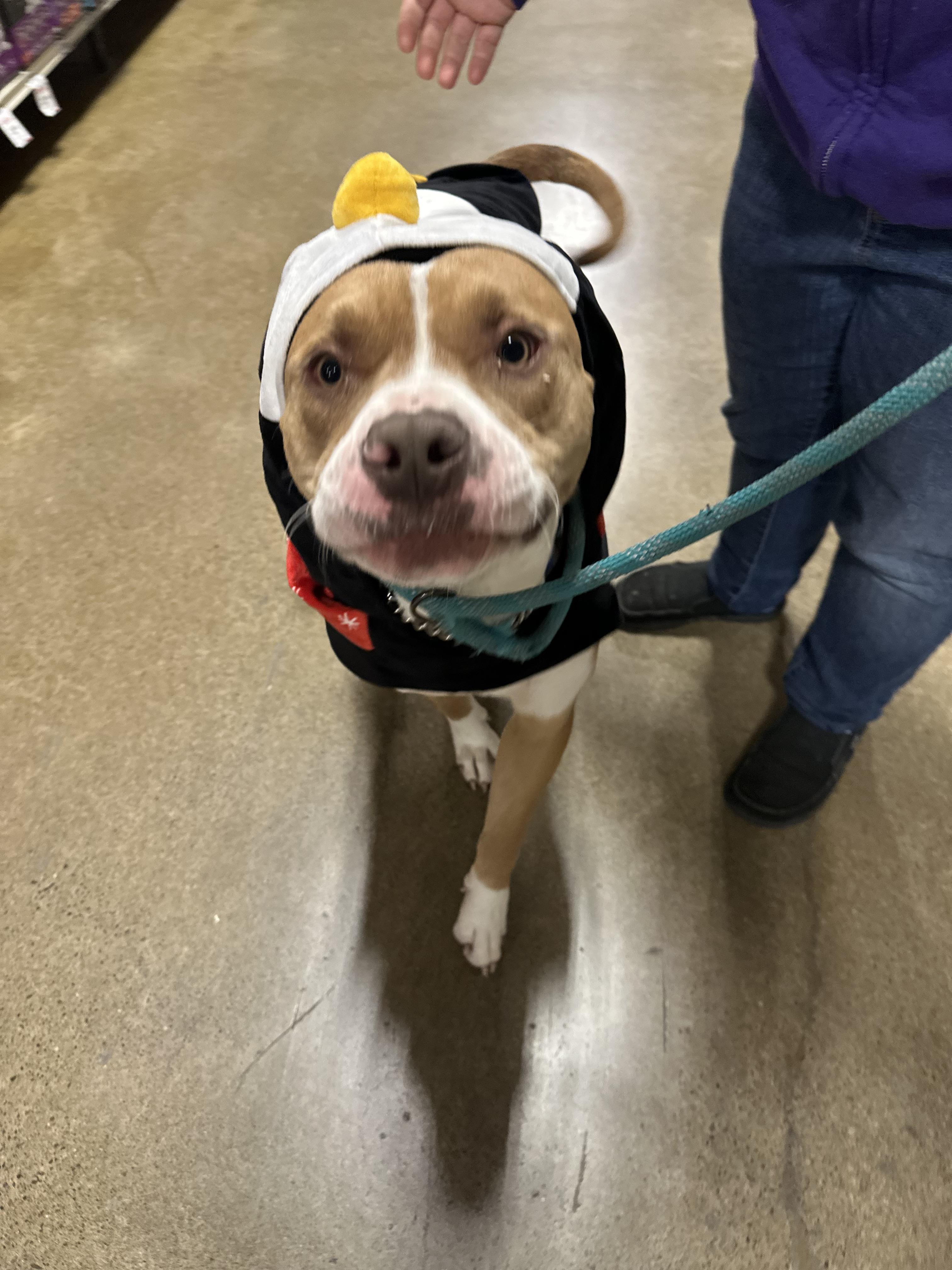 Waffles, a Adoptable mixed breed in Eugene, OR image 3/5