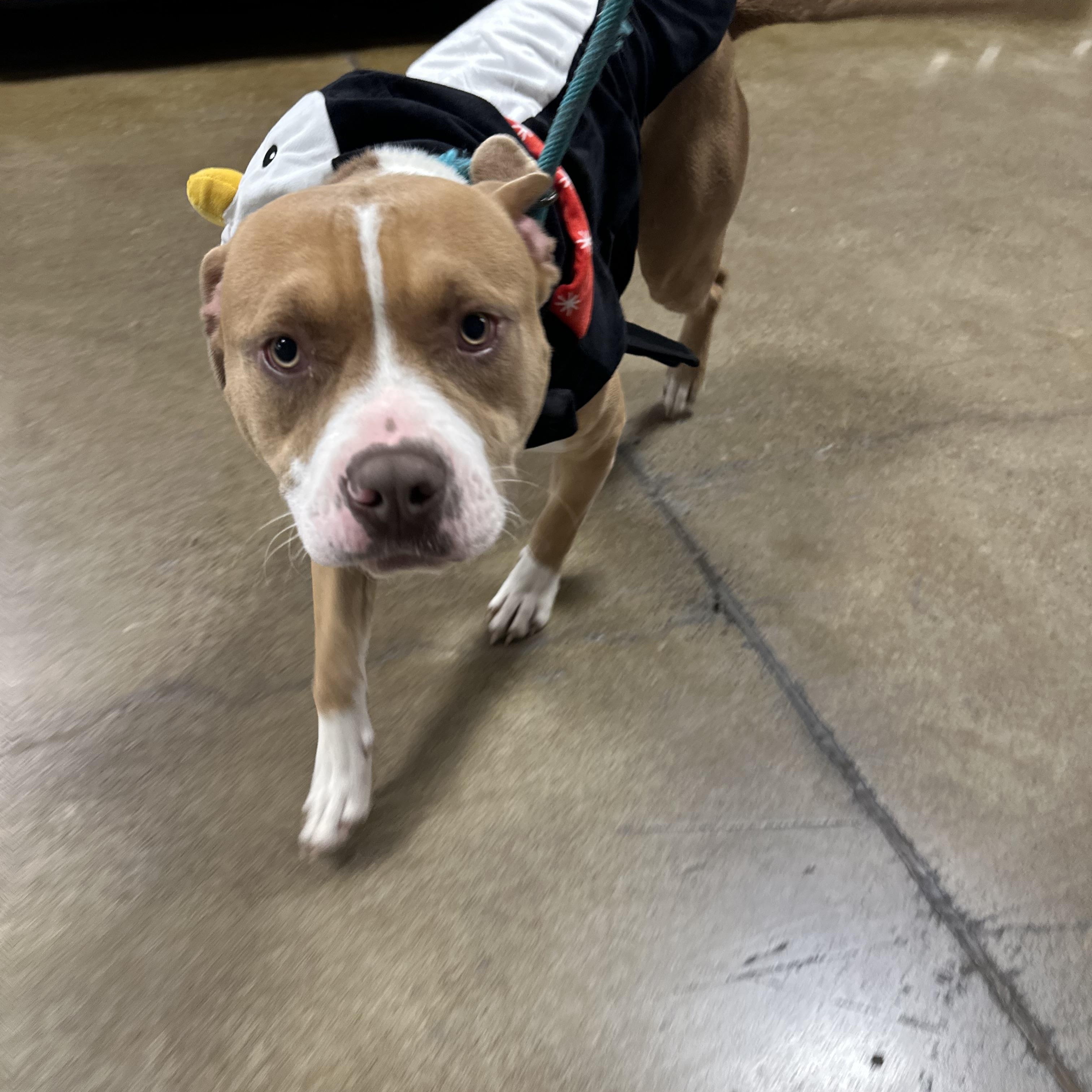 Enlarge Waffles, an adopted mixed breed in Eugene, OR image 2/6