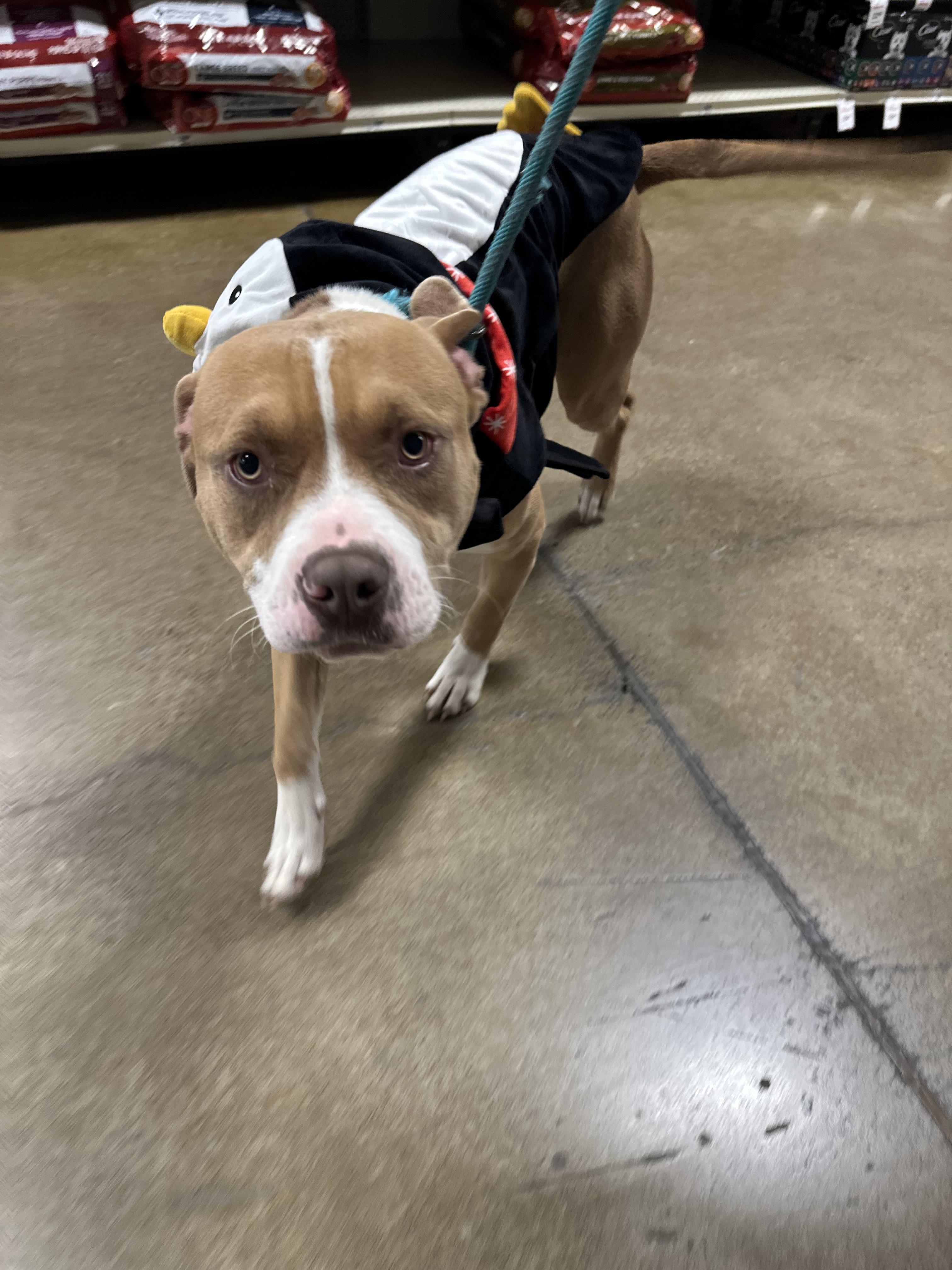 Waffles, a Adoptable mixed breed in Eugene, OR image 4/5