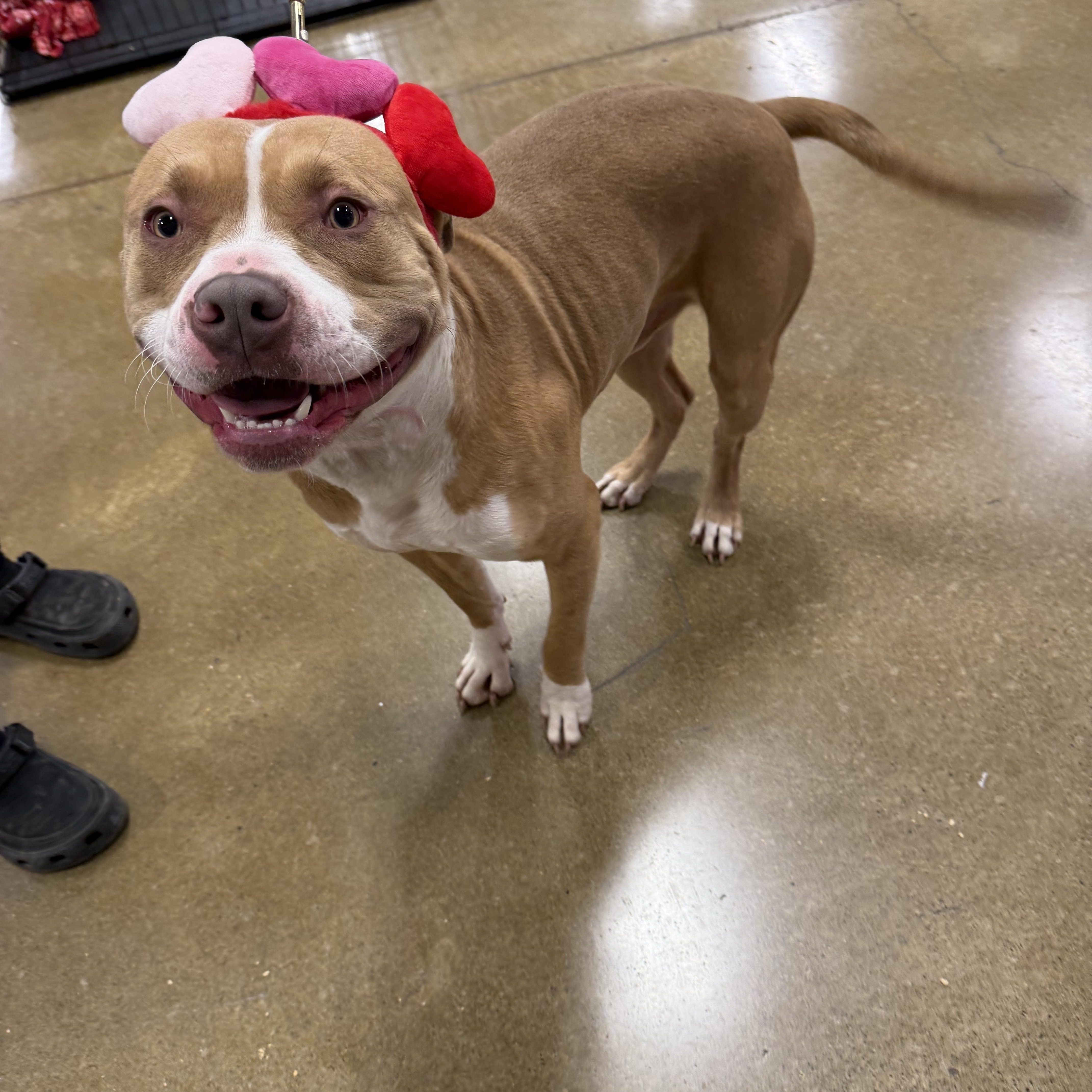 Enlarge Waffles, an adopted mixed breed in Eugene, OR image 4/6