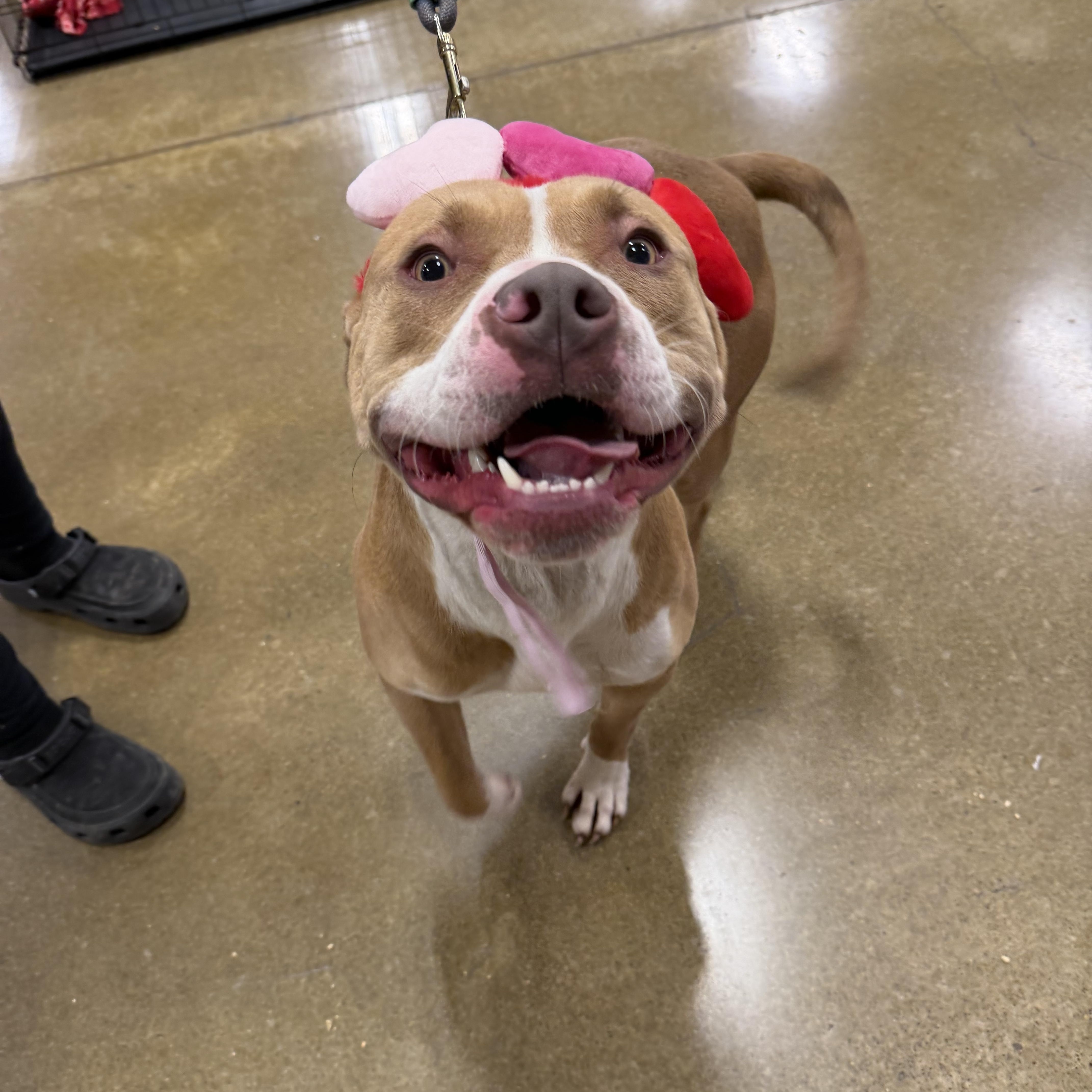 Enlarge Waffles, an adopted mixed breed in Eugene, OR image 1/6