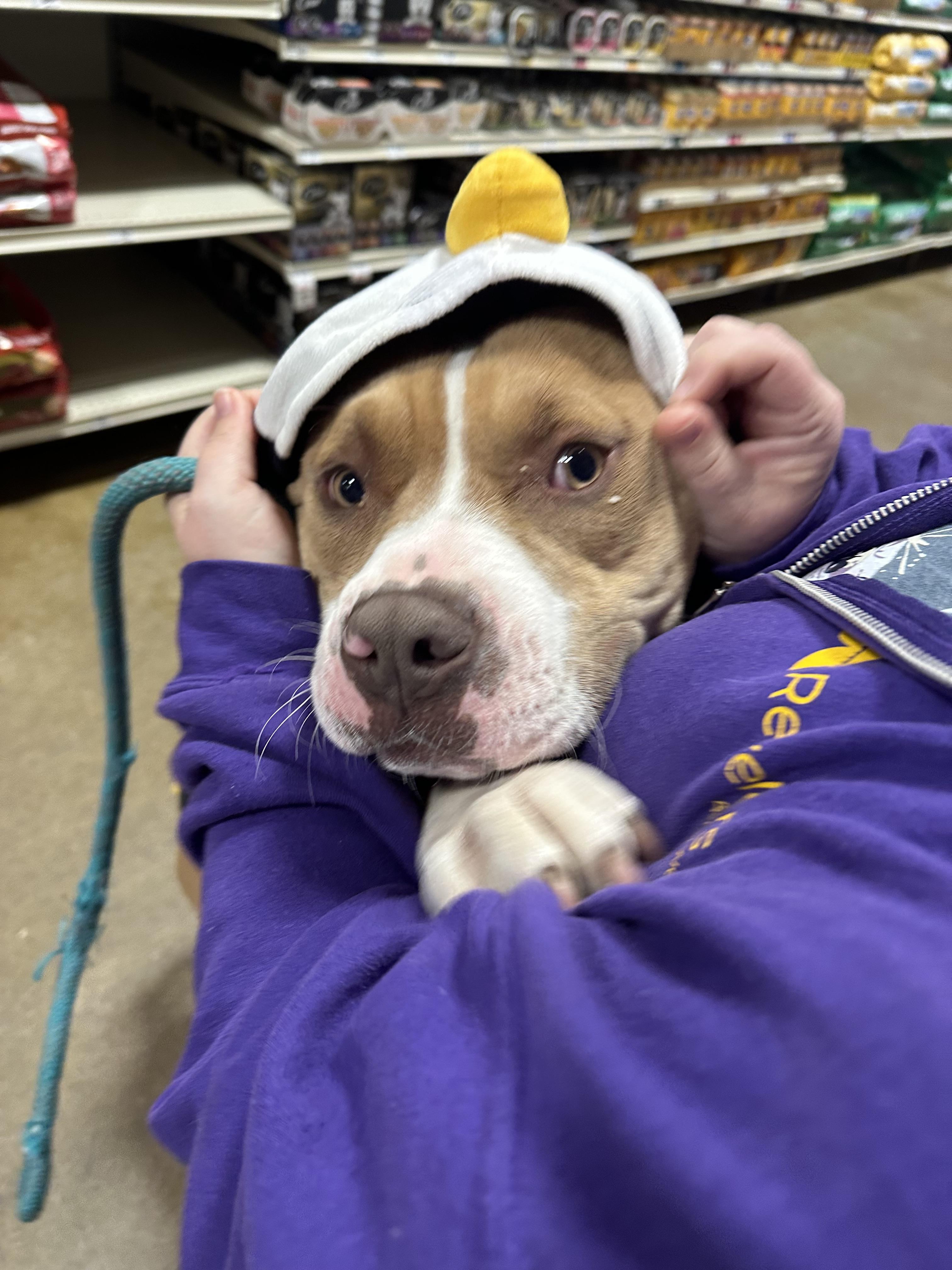 Waffles, a Adoptable mixed breed in Eugene, OR image 5/5