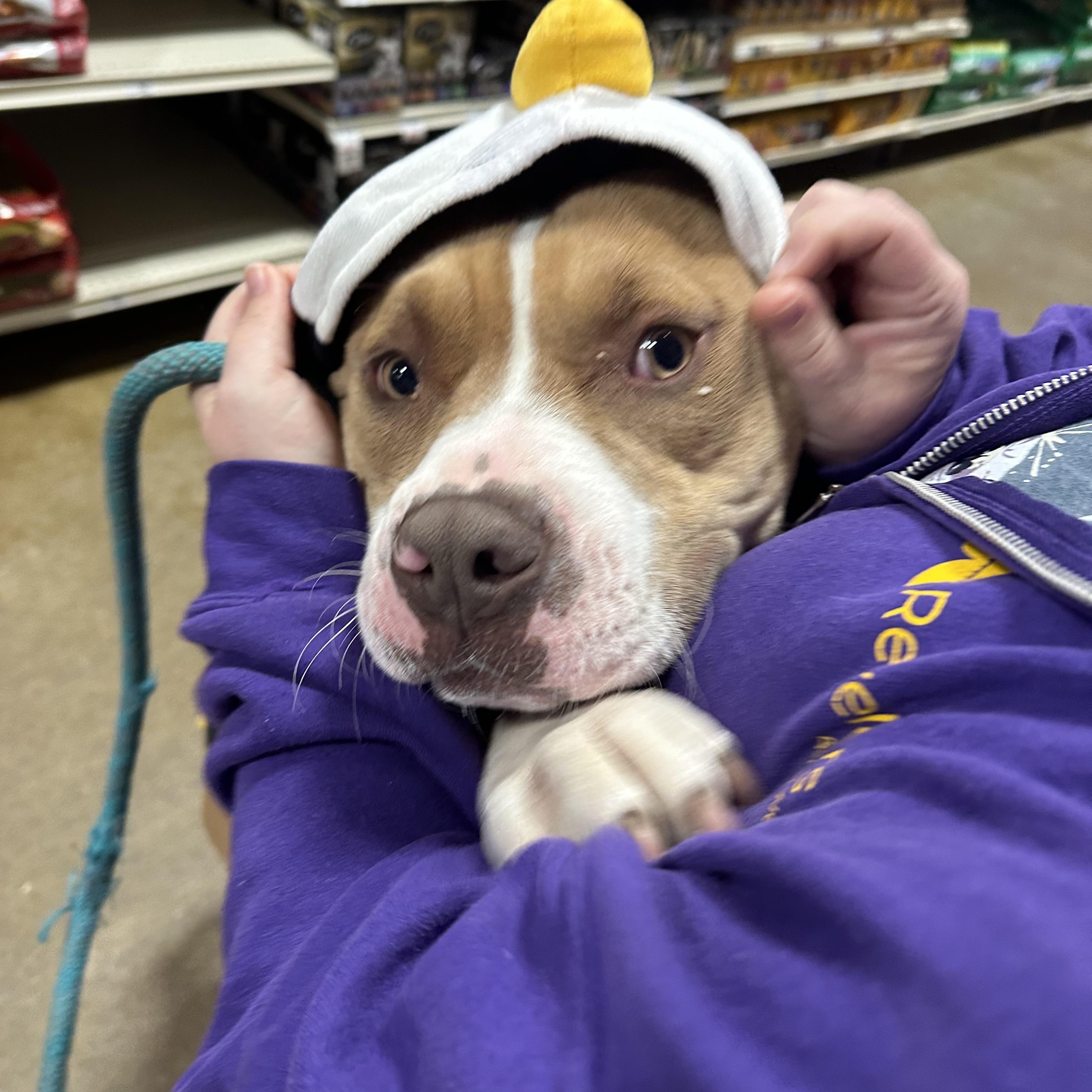 Enlarge Waffles, an adopted mixed breed in Eugene, OR image 3/6