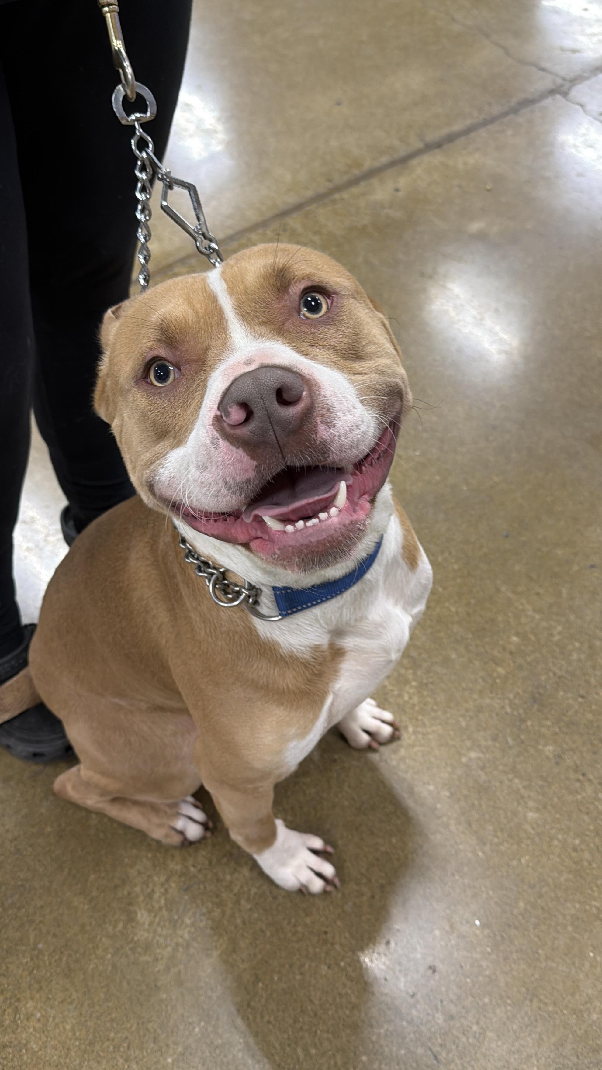 Enlarge Waffles, an adopted mixed breed in Eugene, OR image 5/6