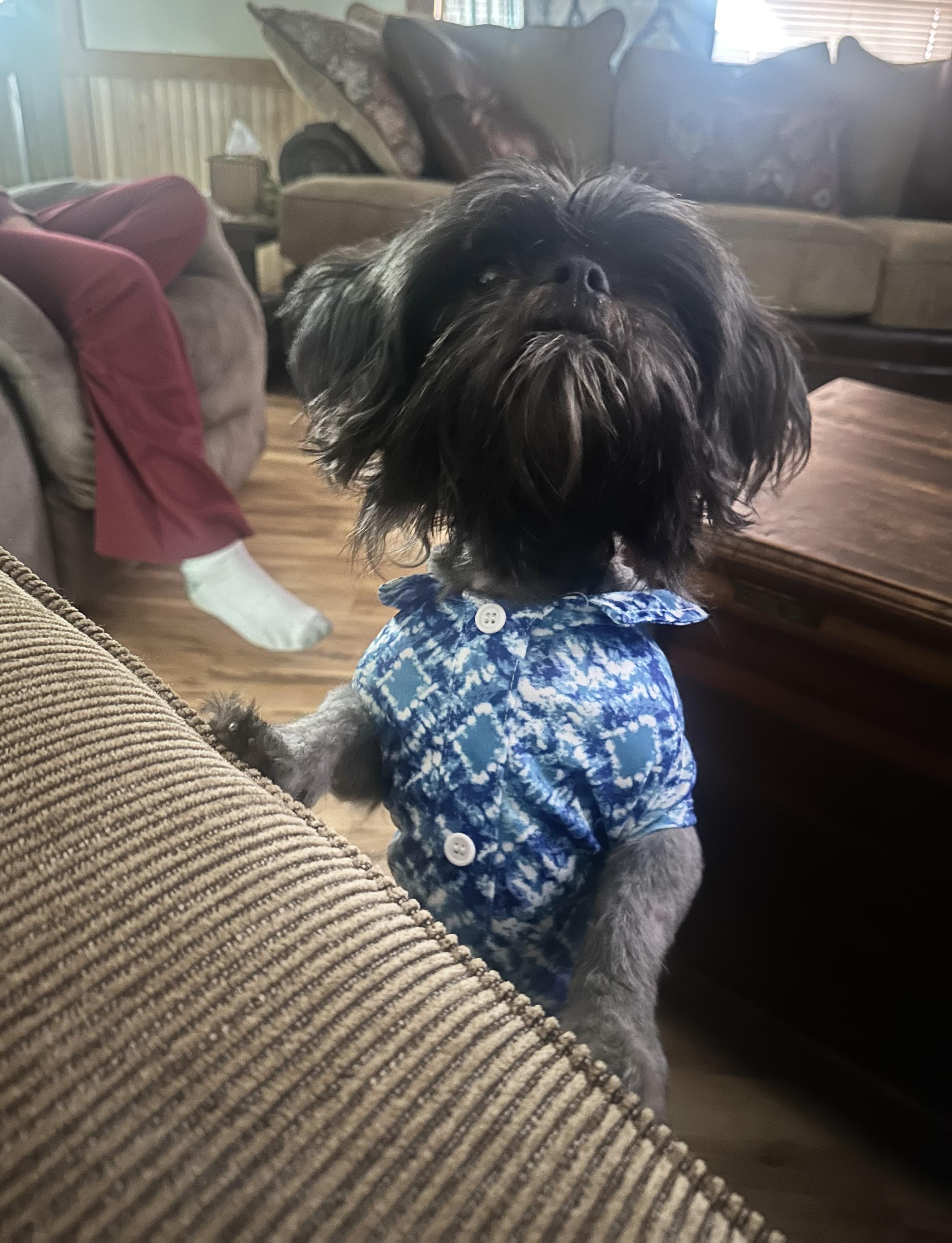 Enlarge Prince, an adopted Shih Tzu in Foxworth, MS image 1/1