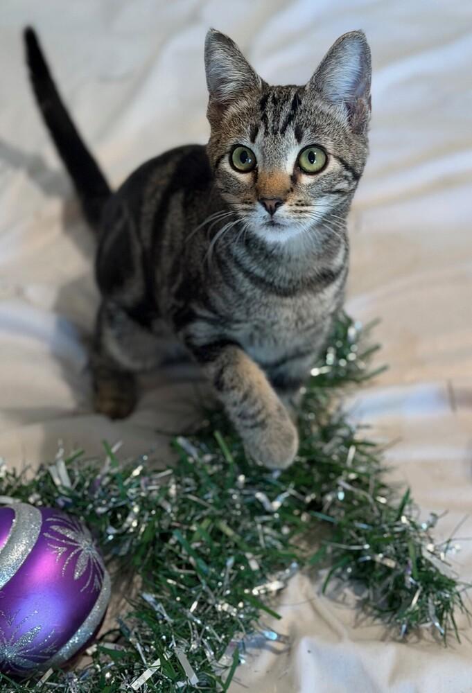 Snickers, Adoptable, Kitten Male Tabby & Domestic Short Hair.