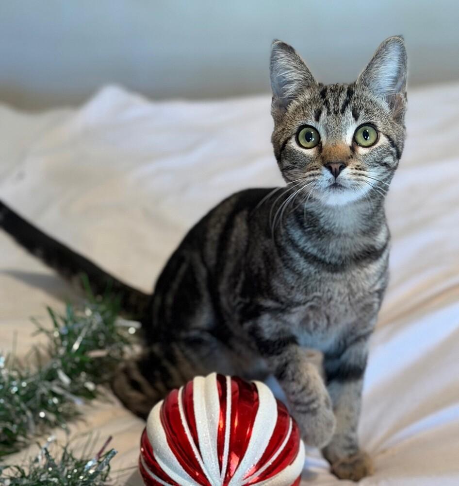 Enlarge Snickers, a Adoptable mixed breed in Little Rock, AR image 2/4