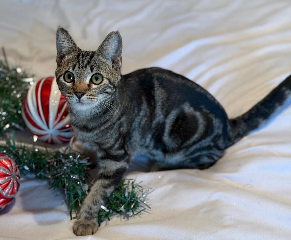 Enlarge Snickers, a Adoptable mixed breed in Little Rock, AR image 3/4