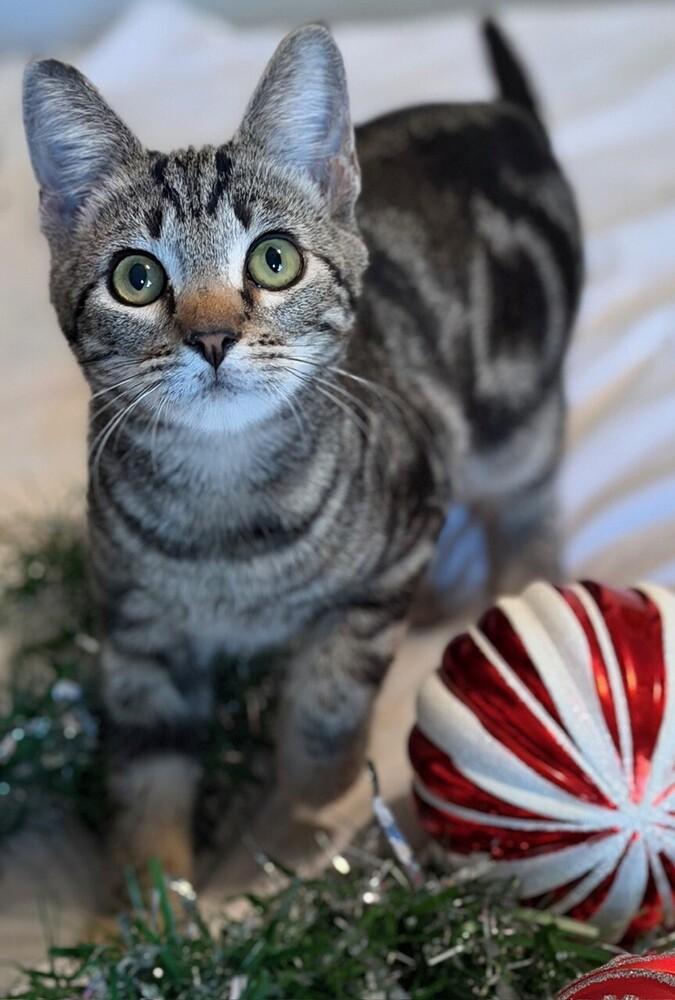 Enlarge Snickers, a Adoptable mixed breed in Little Rock, AR image 4/4