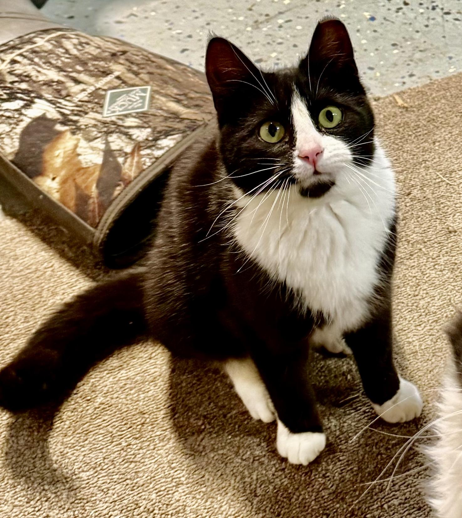 Enlarge Two gals, a Adoptable Domestic Short Hair in Seven Valleys, PA image 1/3
