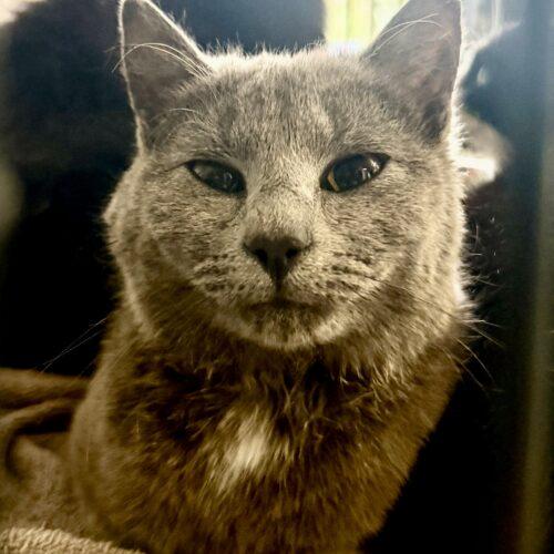 Enlarge Two gals, a Adoptable Domestic Short Hair in Seven Valleys, PA image 2/3