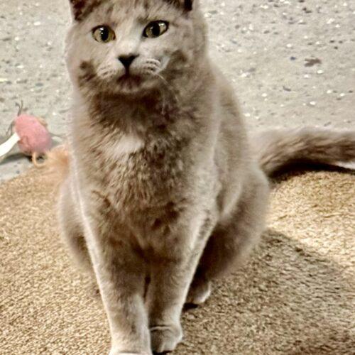 Enlarge Two gals, a Adoptable Domestic Short Hair in Seven Valleys, PA image 3/3