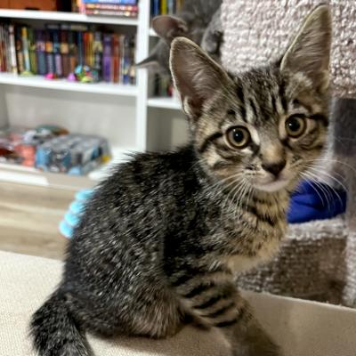 Sawyer, adoptable, Kitten Male Domestic Short Hair.