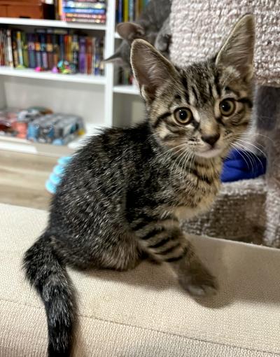 Sawyer, an adoptable Domestic Short Hair in Mississauga, ON image 2/3