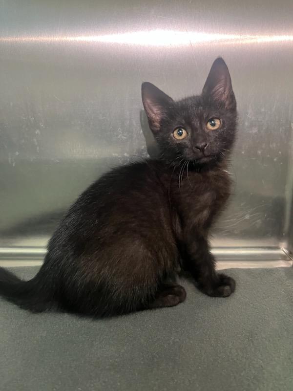 Cosmo, Baby Male Domestic Short Hair