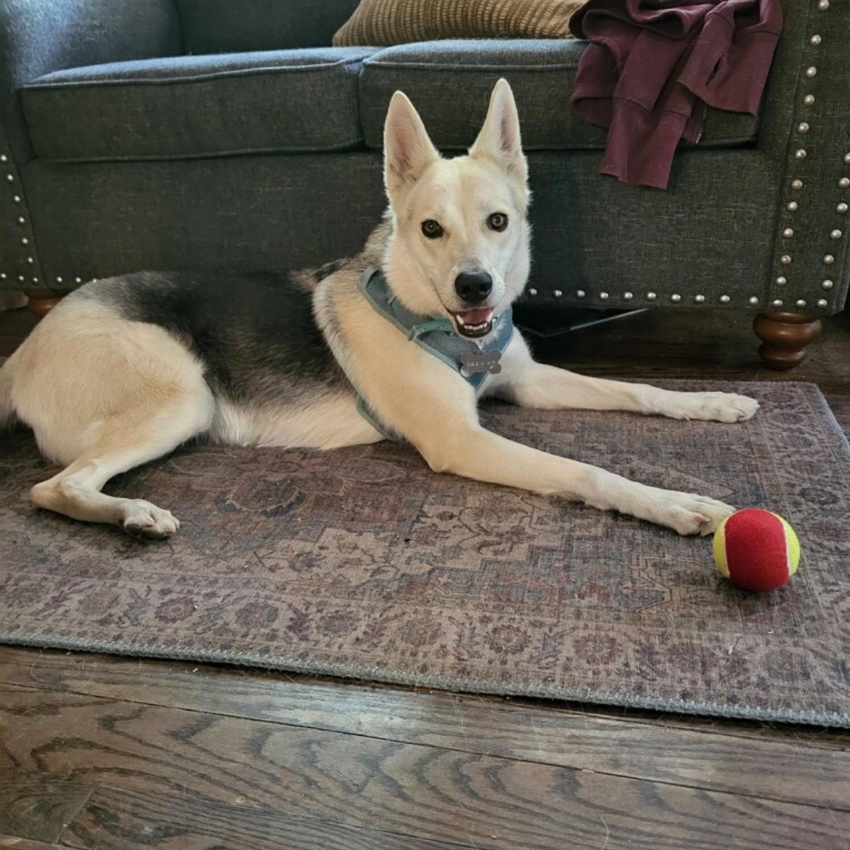 Sammie- a lover!, Adoptable, Adult Female German Shepherd Dog & Husky.