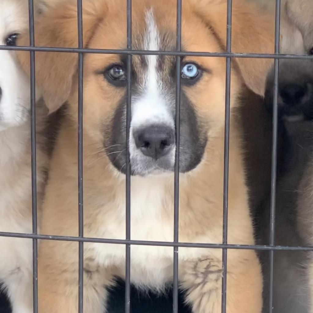 Einstein thumbnail 4