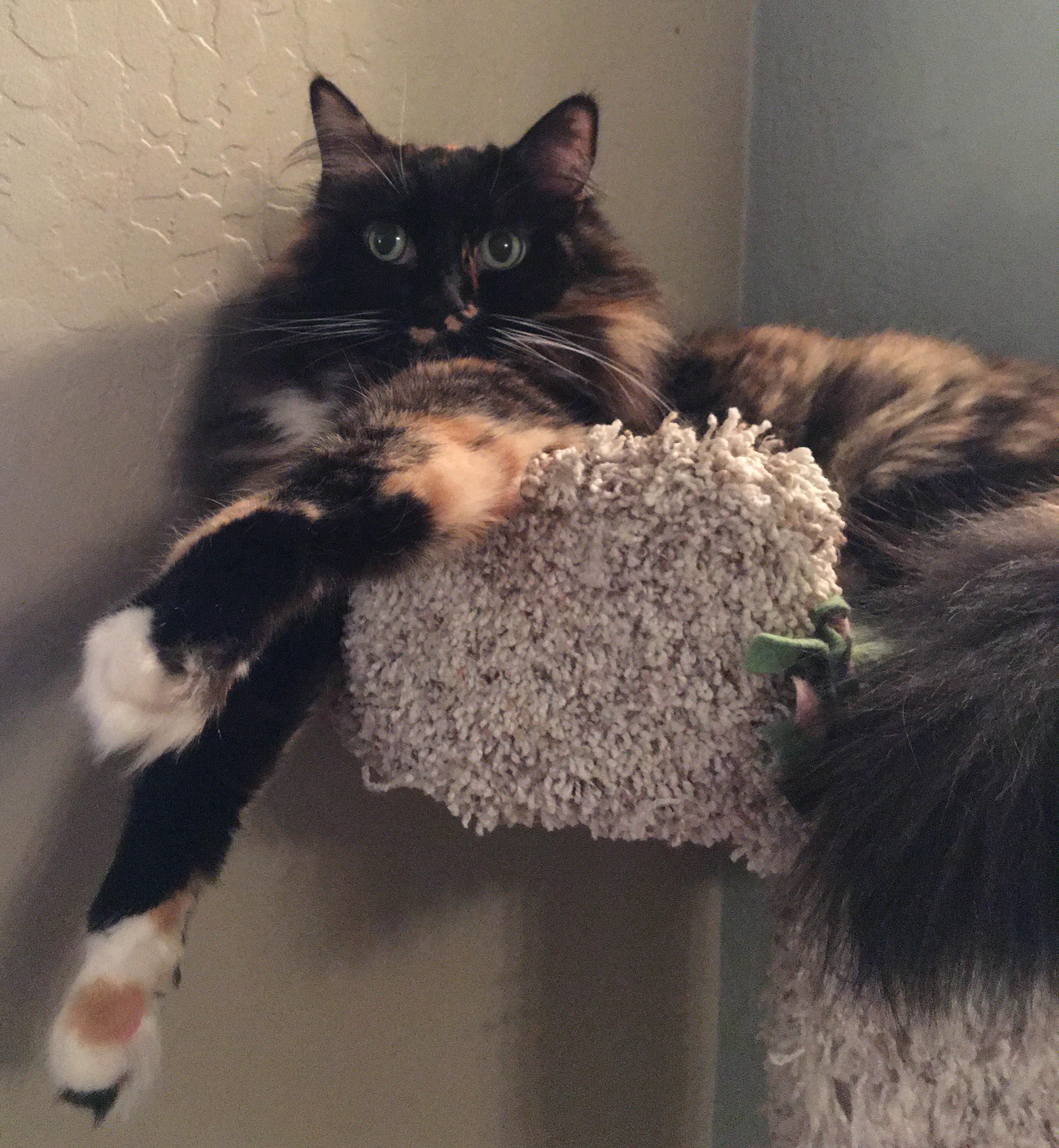 Enlarge FANCY- (COURTESY LISTING), an adopted mixed breed in Prescott, AZ image 1/2