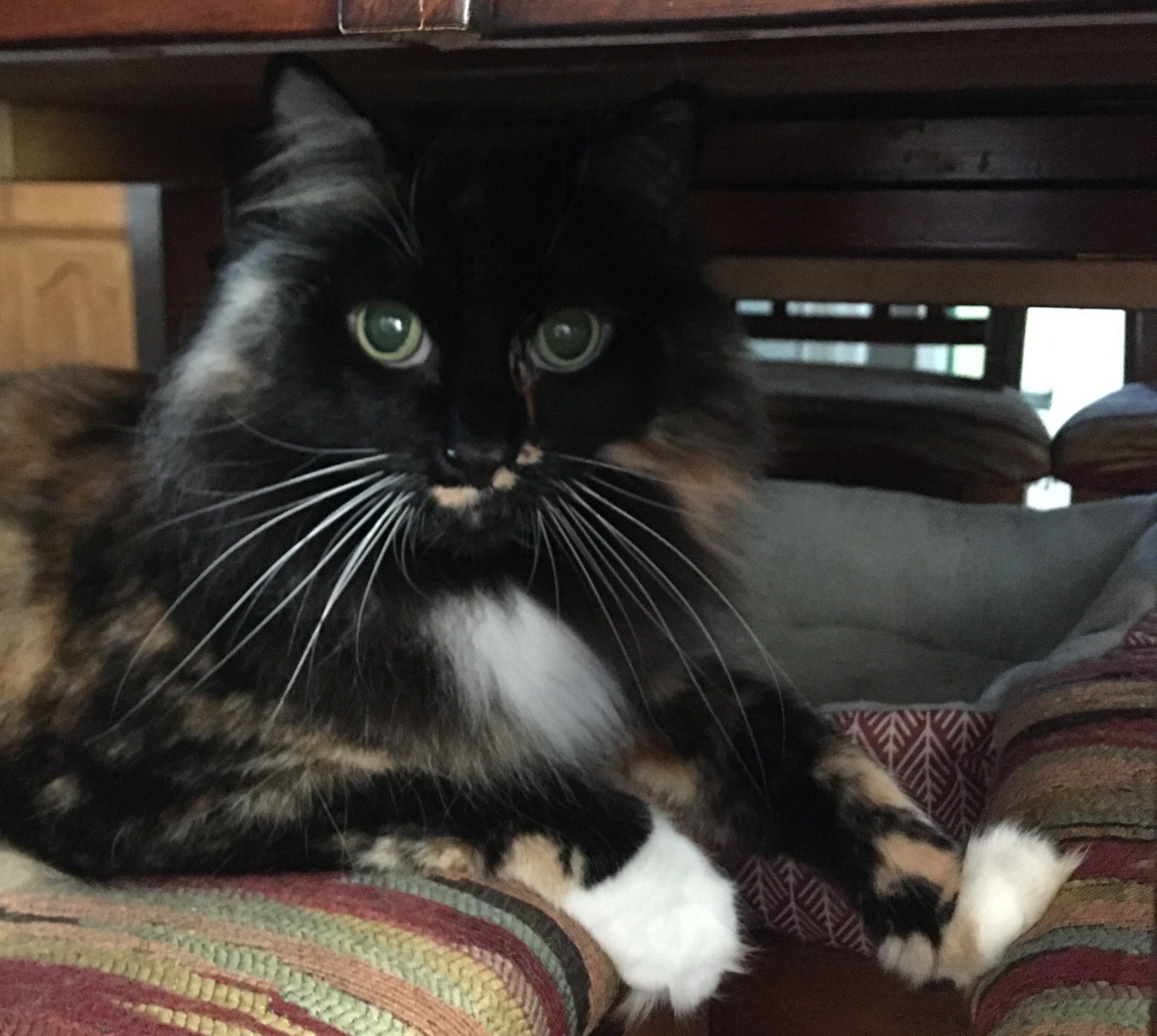 Enlarge FANCY- (COURTESY LISTING), an adopted mixed breed in Prescott, AZ image 2/2