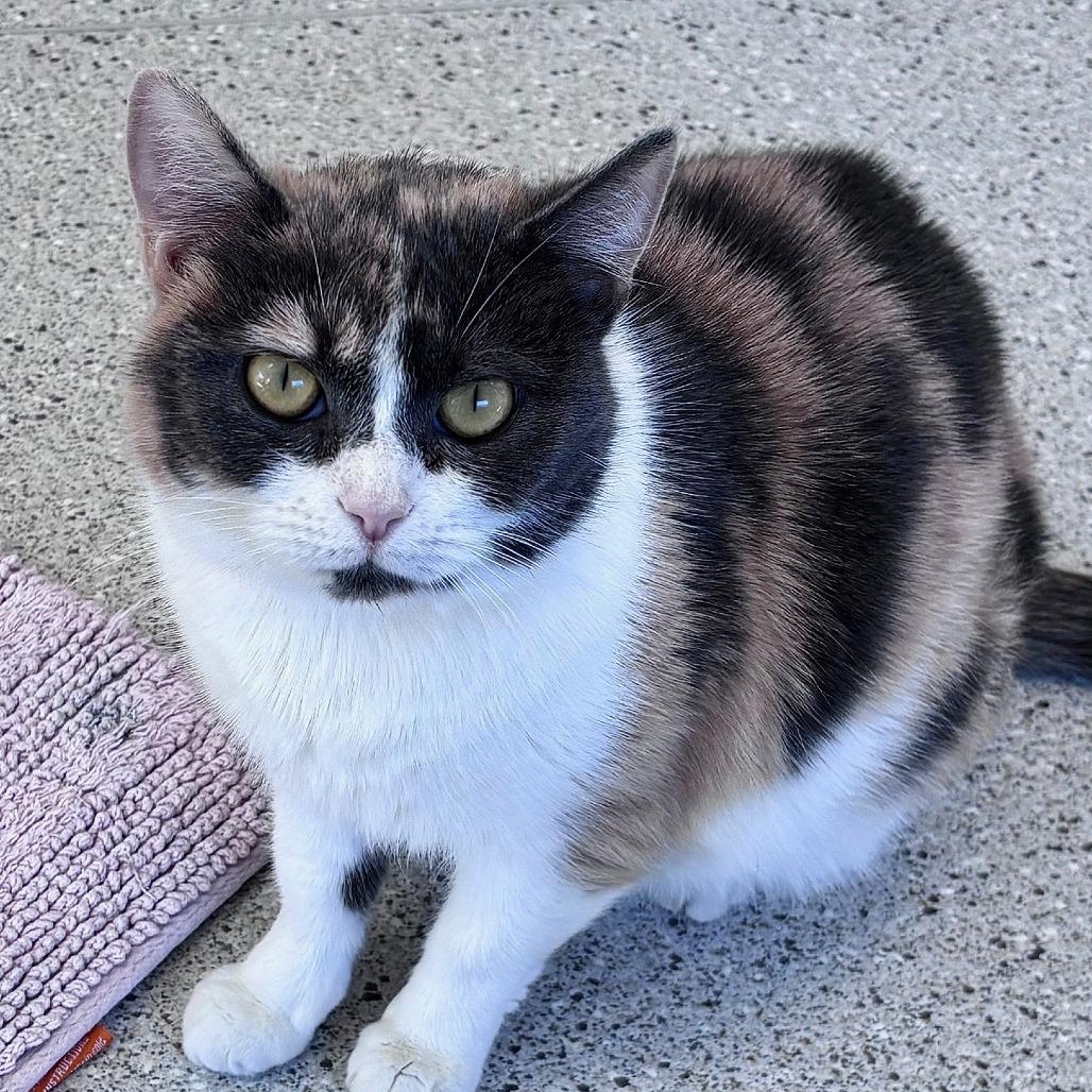 Lillibet, a Adoptable Domestic Short Hair in Winston Salem, NC image 1/2
