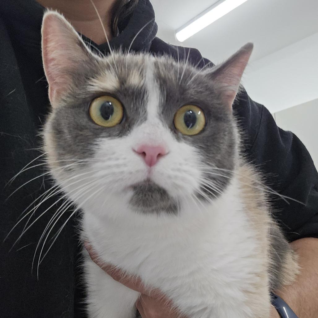 Lillibet, a Adoptable Domestic Short Hair in Winston Salem, NC image 2/2