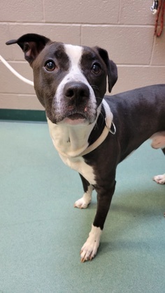 Fog, a Adoptable mixed breed in Williamsport, PA image 4/4