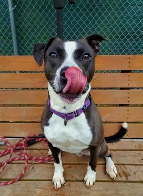 Enlarge Fog, a Adoptable mixed breed in Williamsport, PA image 1/4