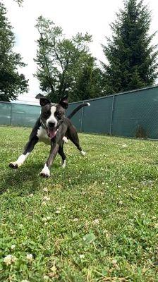 Fog, a Adoptable mixed breed in Williamsport, PA image 3/4