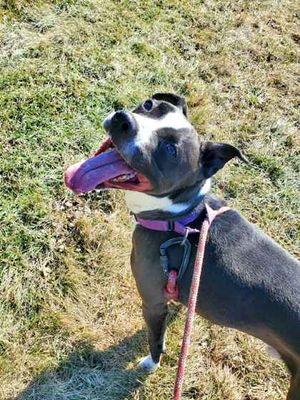 Enlarge Fog, a Adoptable mixed breed in Williamsport, PA image 2/4