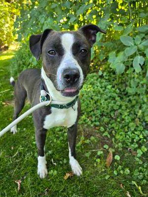 Fog, a Adoptable mixed breed in Williamsport, PA image 1/4