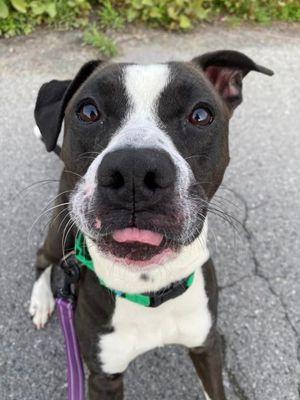 Fog, a Adoptable mixed breed in Williamsport, PA image 2/4