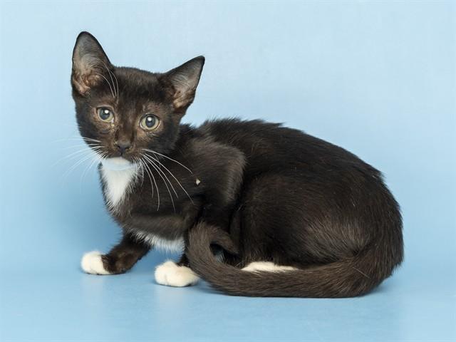 MAC, Adoptable, Kitten Male Domestic Short Hair.