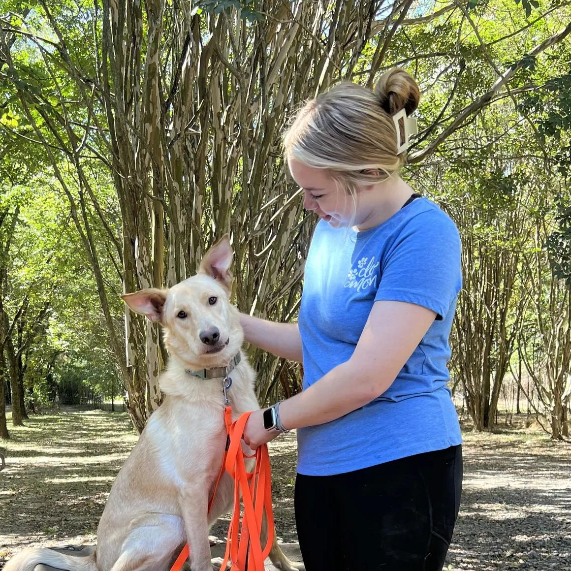 Buddy, Adoptable, Adult Male Retriever & Shepherd.