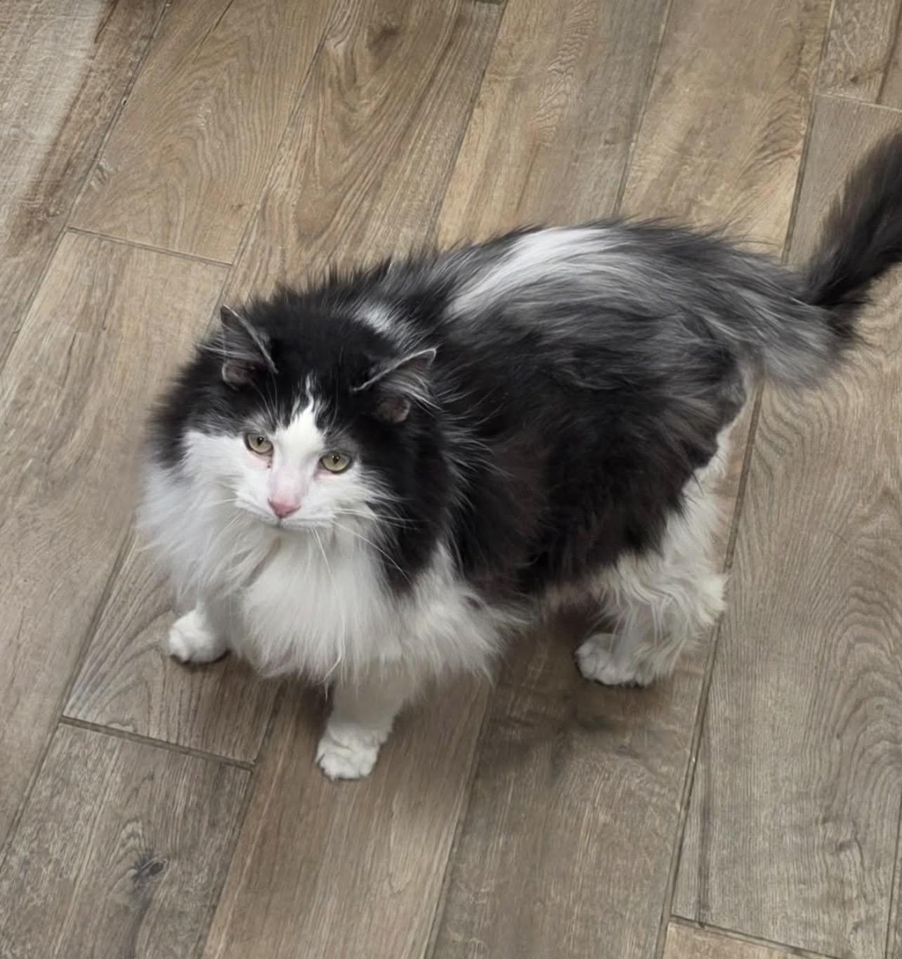 Squeakers, Adoptable, Senior Male Domestic Long Hair.