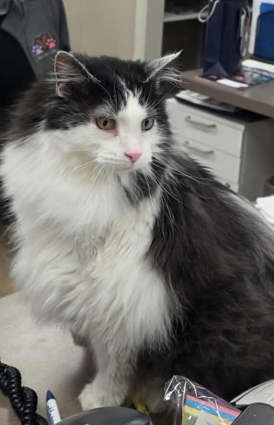 Enlarge Squeakers, a Adoptable mixed breed in Lockport, IL image 5/6