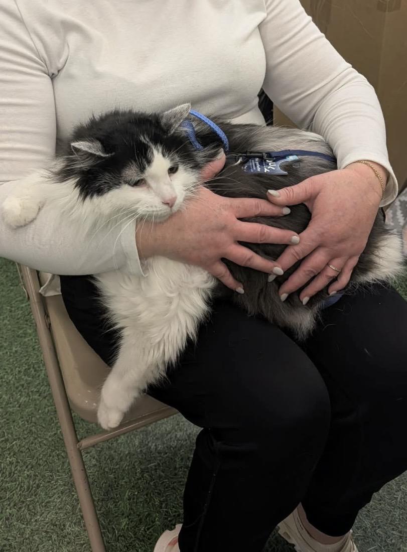 Squeakers, Adoptable, Senior Male Domestic Long Hair.