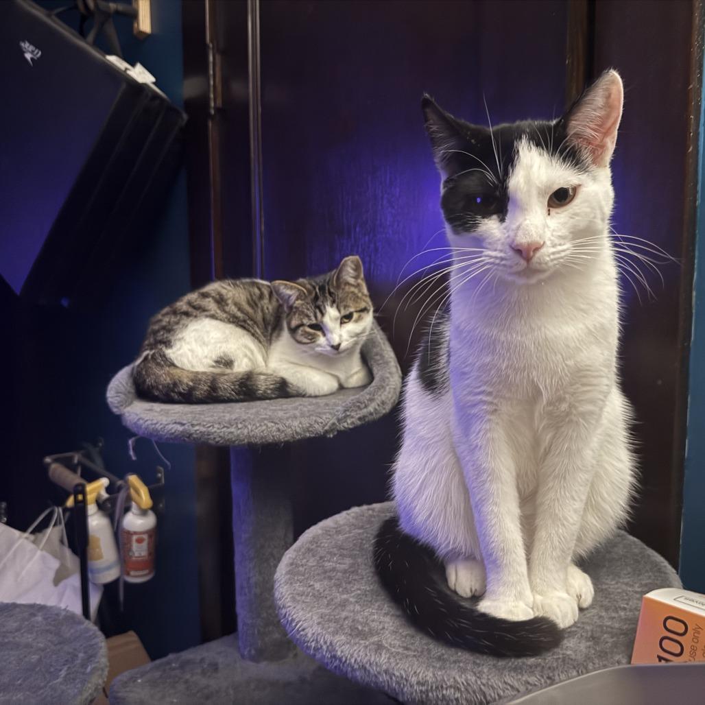 Luther, a Adoptable Domestic Short Hair in PITTSBURGH, PA image 3/6