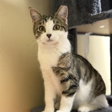 Luther, Adoptable, Young Male Domestic Short Hair.