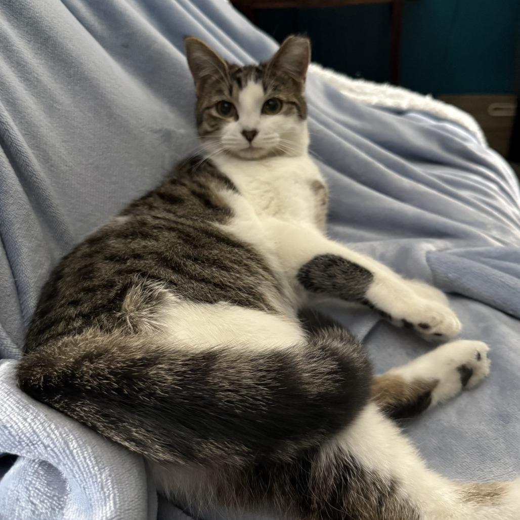 Enlarge Luther, a Adoptable Domestic Short Hair in PITTSBURGH, PA image 3/6