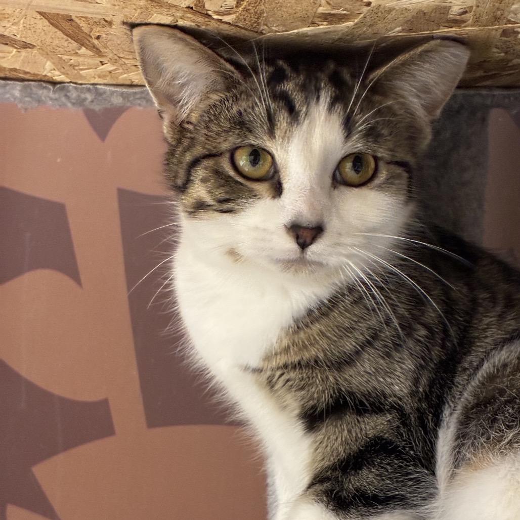 Enlarge Luther, a Adoptable Domestic Short Hair in PITTSBURGH, PA image 5/6