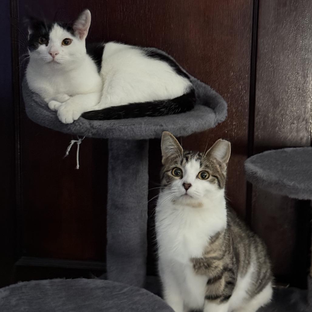 Enlarge Luther, a Adoptable Domestic Short Hair in PITTSBURGH, PA image 6/6