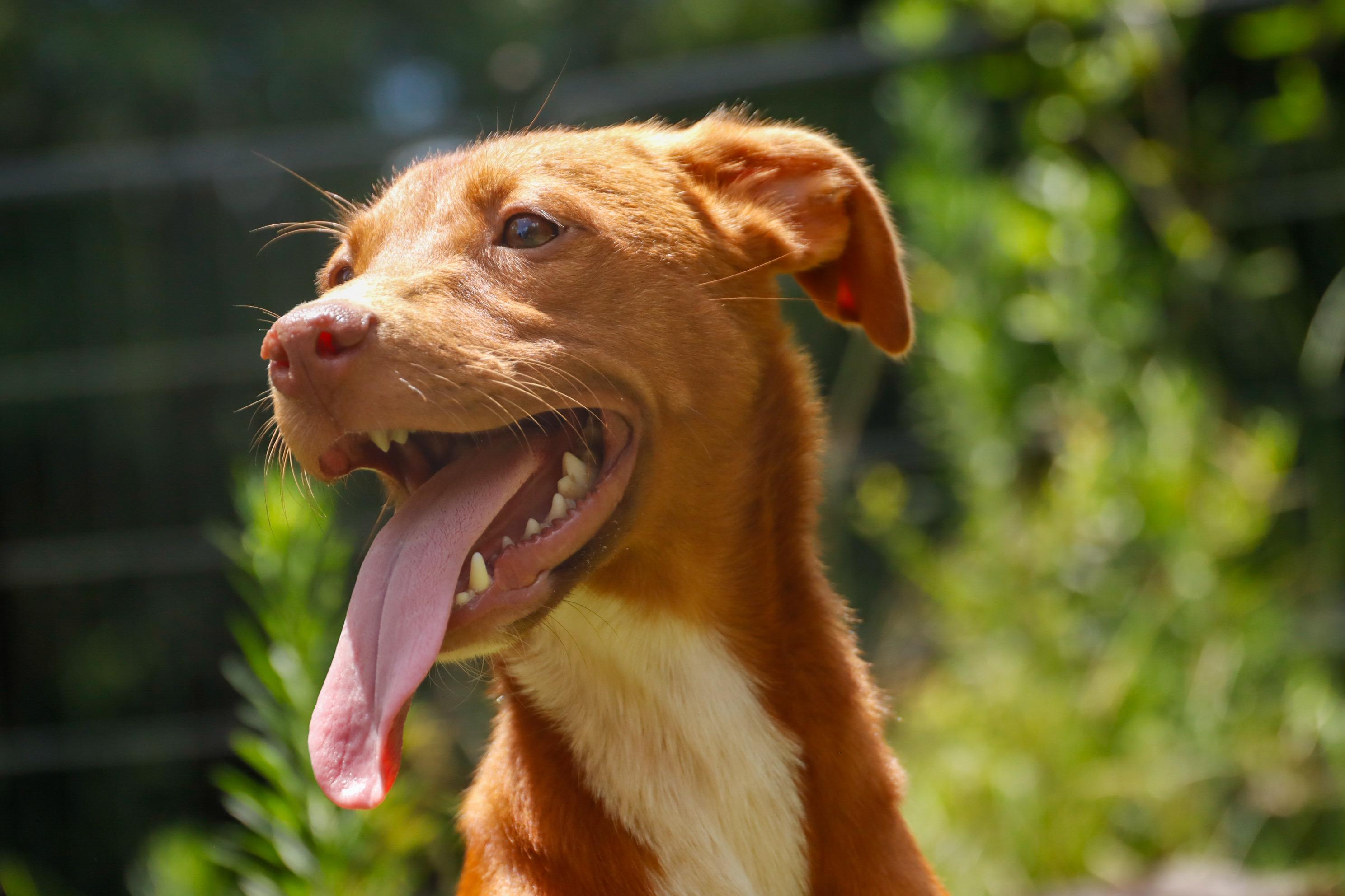 GINGER SNAP