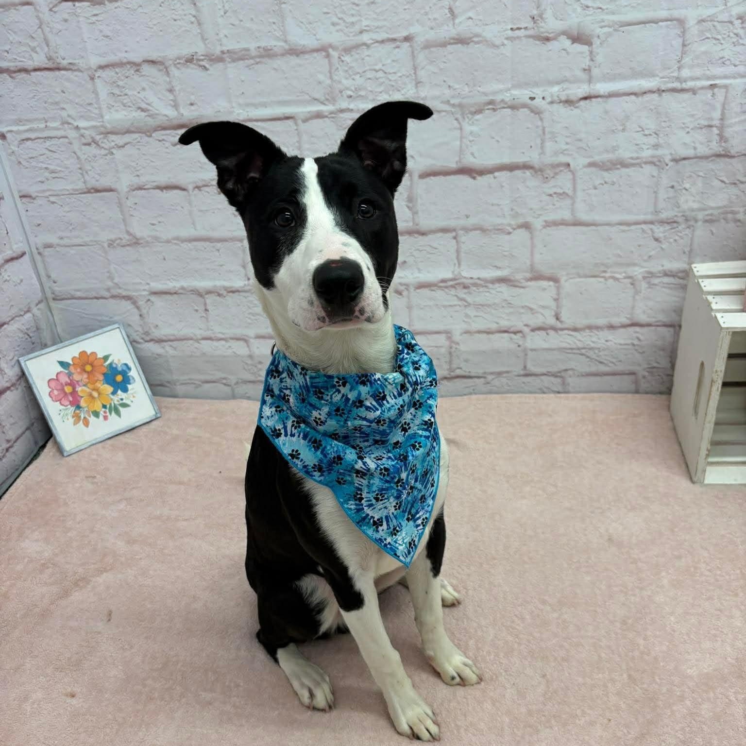 Enlarge Carl, a Adoptable mixed breed in Oxford, MI image 2/4