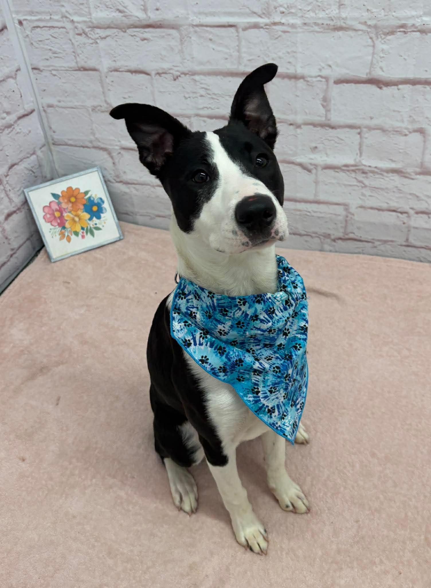 Enlarge Carl, a Adoptable mixed breed in Oxford, MI image 3/4