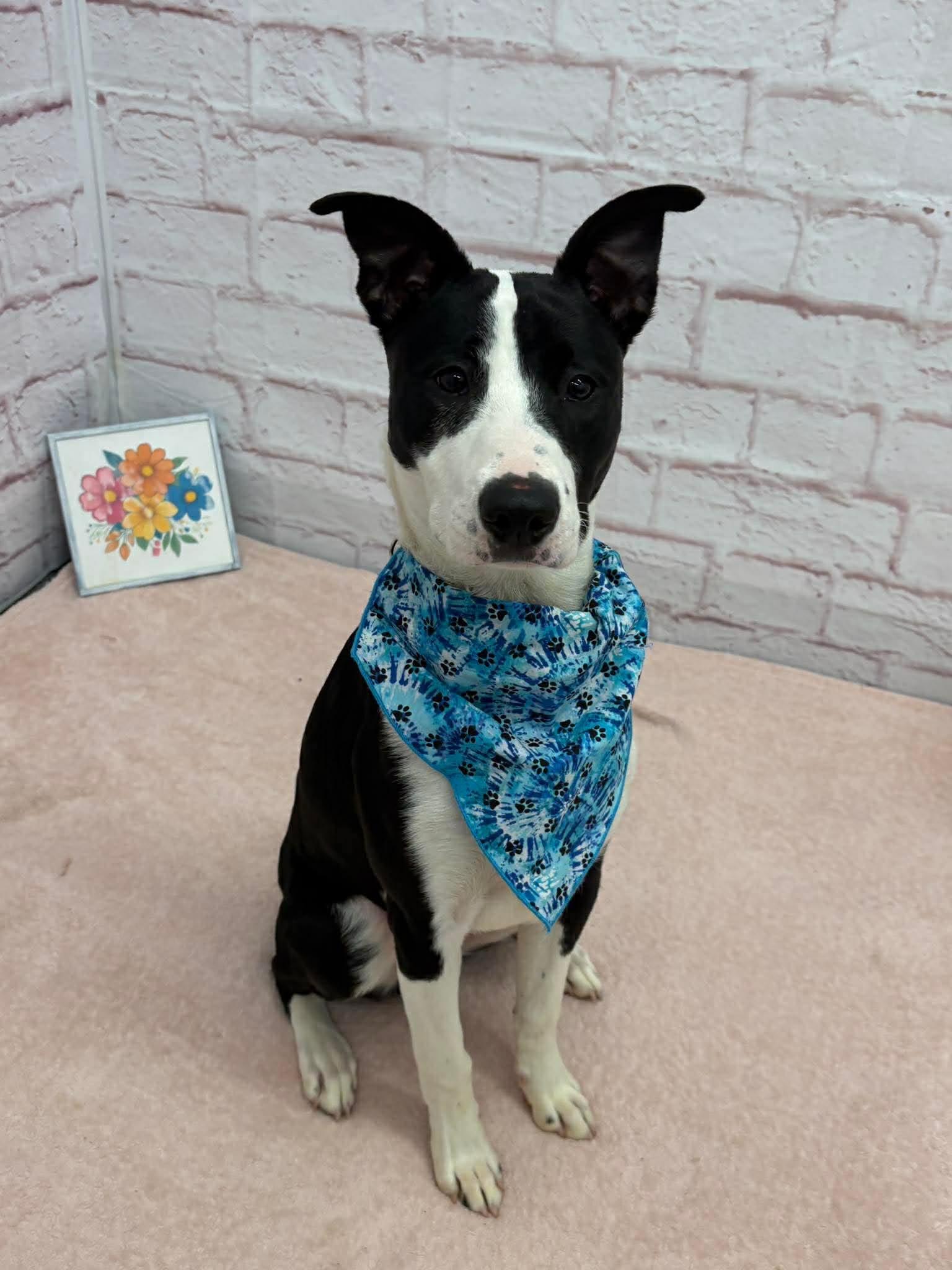 Enlarge Carl, a Adoptable mixed breed in Oxford, MI image 4/4