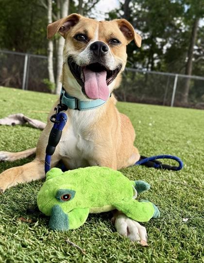 Tyson - 1, Adoptable, Young Male Mixed Breed & Mixed Breed.