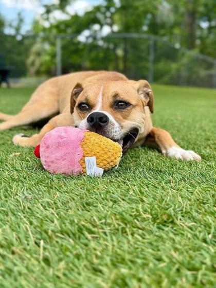 Enlarge Tyson - 1, a Adoptable mixed breed in Daytona Beach, FL image 2/3