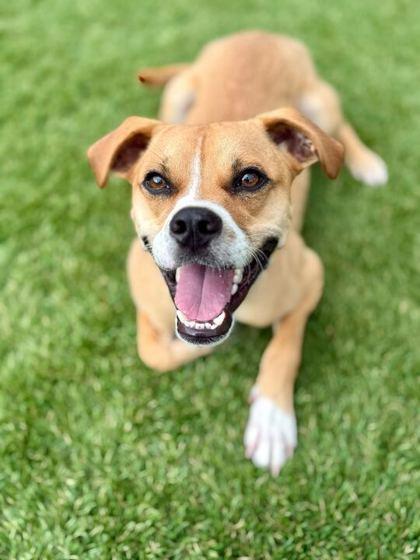 Enlarge Tyson - 1, a Adoptable mixed breed in Daytona Beach, FL image 3/3