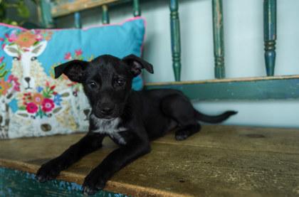 Peach, Adoptable, Puppy Female Australian Cattle Dog / Blue Heeler & Border Collie.