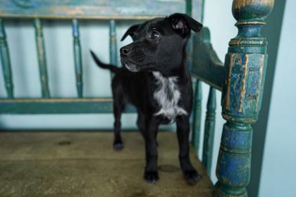 Enlarge Peach, a Adoptable mixed breed in San Antonio, TX image 2/3